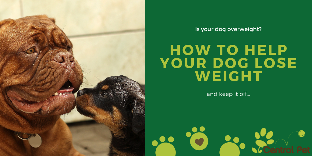 how-to-help-your-dog-lose-weight-and-keep-it-off